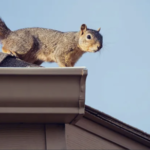 What Is The Average Lifespan Of A Tile, Shingle, Metal, And Flat Roof?   