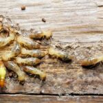 5 Ways to Choose the Perfect Shades and Blinds for Your Windows