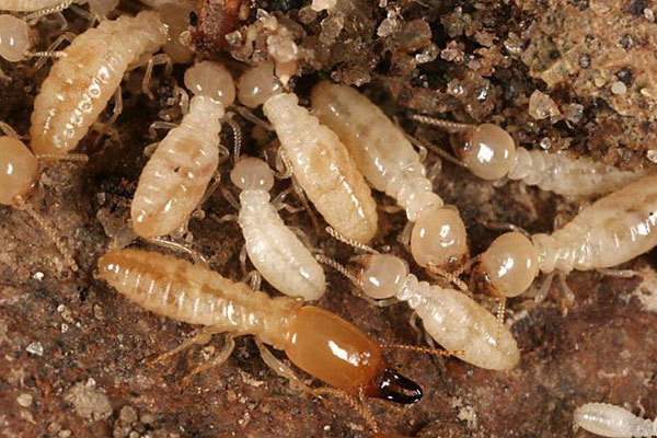 Termite