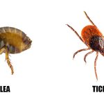 Choosing the Best Water Softener Near Me: Your Complete Guide to Softer, Healthier Water