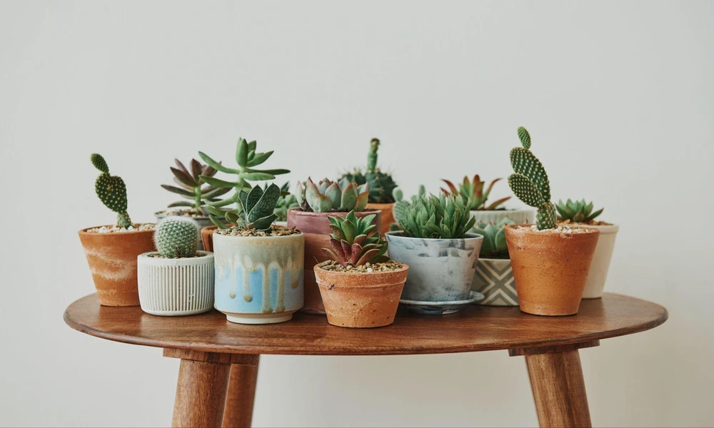 4 Reasons Succulent Plants Make Thoughtful Gifts