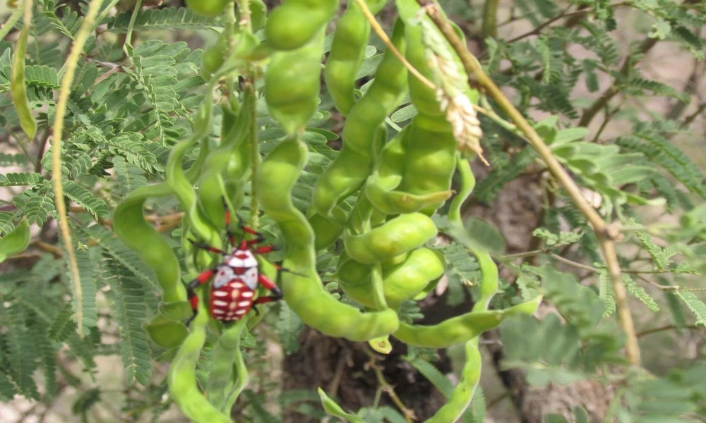 Mesquite’s Older Homes and New Builds Draw Different Pests